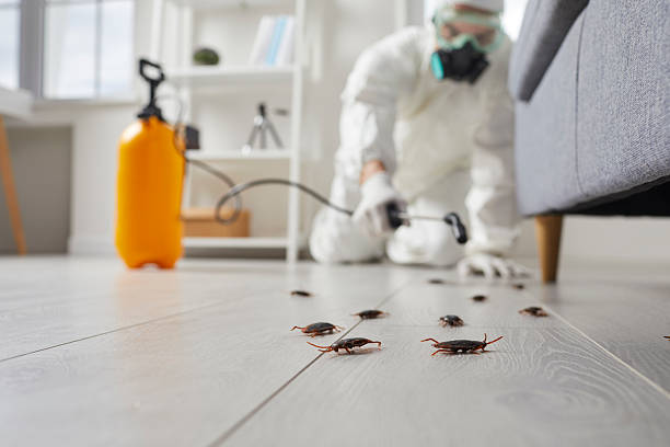Post-Treatment Bed Bug Interceptor Monitoring in Borger